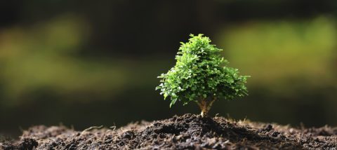 small tree out door in the sunlight