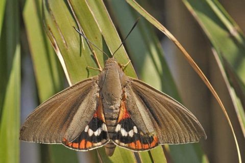 papillon-palmier-sete-balaruc-frontignan-lapeyrade-gigean-poussan-loupian-meze-min