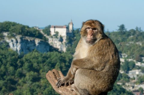 singe-rocamadour-la-foret-des-singes