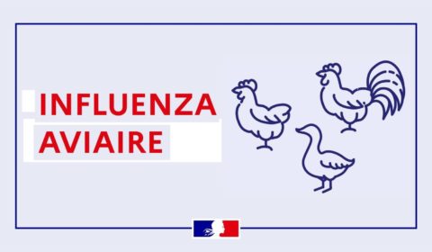 Influenza aviaire : mesures sanitaires