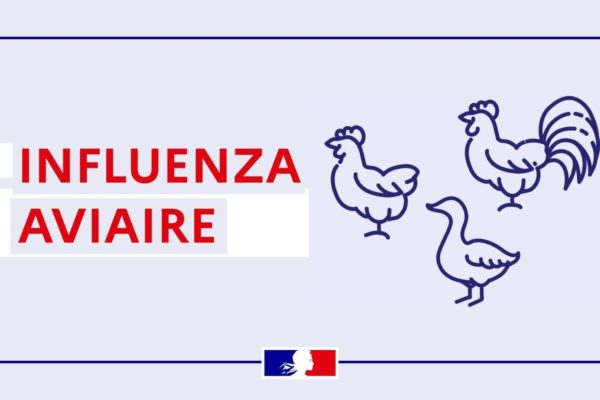 Influenza aviaire : mesures sanitaires