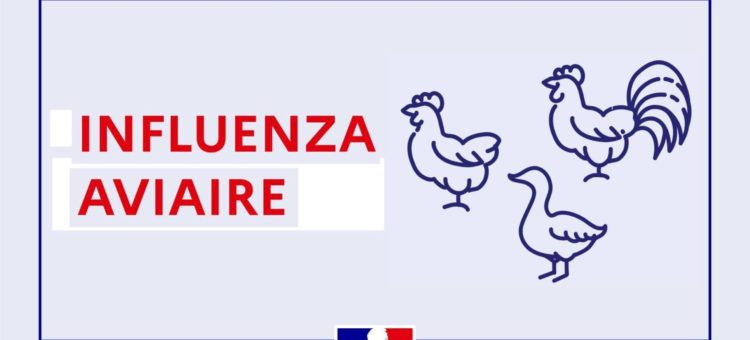 Influenza aviaire : mesures sanitaires