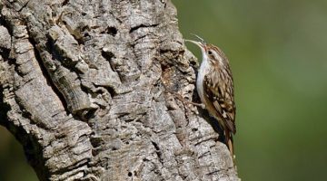 BALADE ORNITHOLOGIQUE