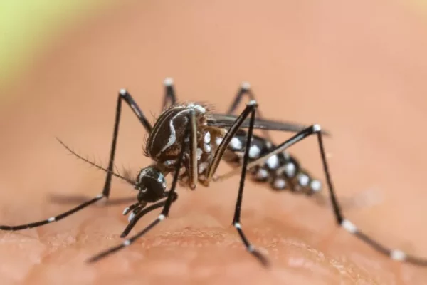 Des pièges anti-moustiques à prix negociés