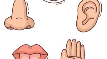 Atelier sensoriel pour tous