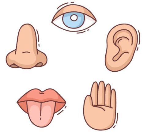 Atelier sensoriel pour tous