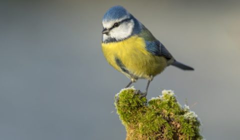 Inventaires noctures Biodiversité