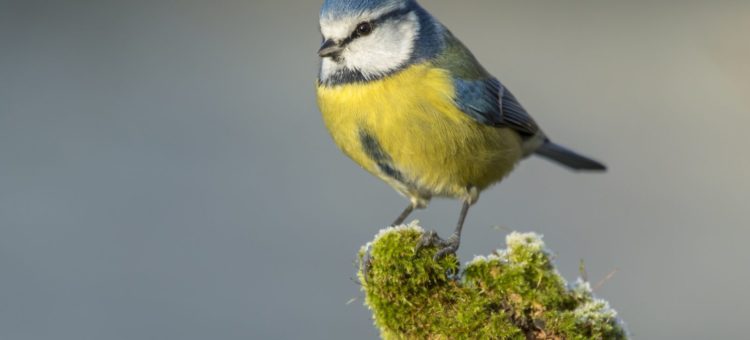 Inventaires noctures Biodiversité