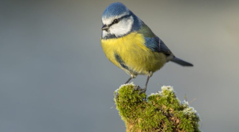 Balade d&rsquo;observation des oiseaux