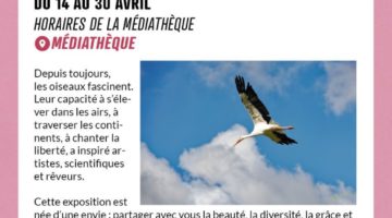 Exposition Oiseaux en vol