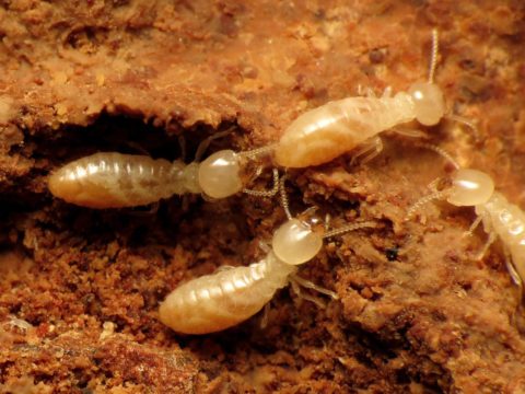 Diagnostic termites : découvrez la démarche