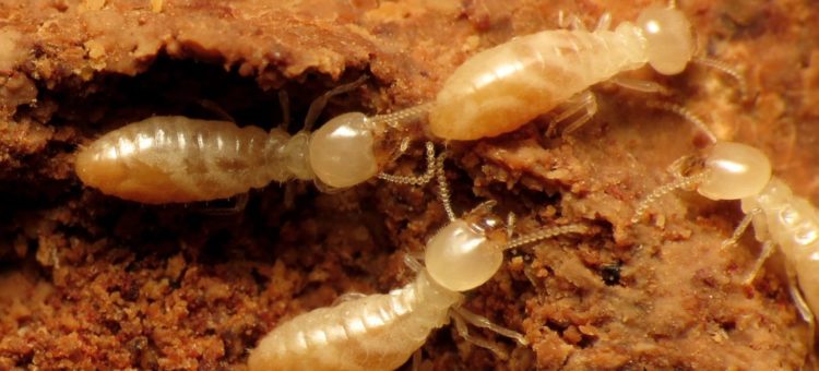 Diagnostic termites : découvrez la démarche
